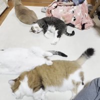 5匹の猫さん