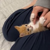 無邪気な猫
