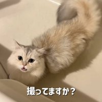 バスタブの中で鳴く姉ミヌエット