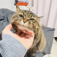 飼い主さんに顎を撫でられるキジトラ猫