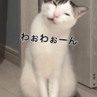 首を傾げて鳴き声をあげる猫