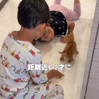 子どもたちに囲まれる子猫