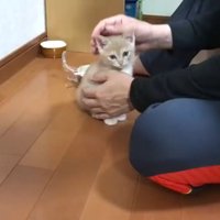 飼い主に撫でられている子猫