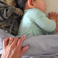猫と赤ちゃんの上にかかっている布団をめくる飼い主