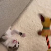 ソファの下で遊ぶ子猫