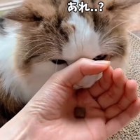 輪っかに口を入れる