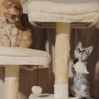 遊ぶ子猫を見る成猫