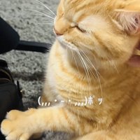 飼い主さんに撫でられて前足をグーパーするマンチカン