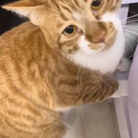 ベッドのそばにいる猫の顔アップ