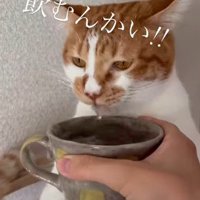 無表情で水を飲む猫