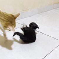 横になる子猫