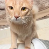 身を乗り出して飼い主の顔を見つめる猫