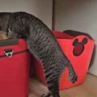 子猫をくわえる猫