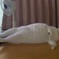 横になる猫