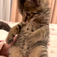 座って向かって左斜め下を見る猫