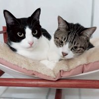 猫ベッドの上でくっついているカメラ目線に2匹の猫