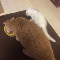 隣に並んでそれぞれごはんを食べる白い子猫と茶トラ猫