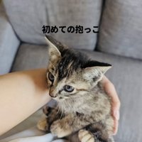 飼い主さんに抱っこされる子猫