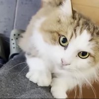 ひっつく猫