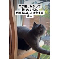 椅子の上の猫