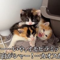 寄り添う子猫たち