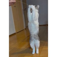 室内にいる猫
