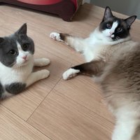隣に並んでくつろぐラグドールとブリティッシュショートヘアー