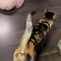 部屋の中を歩く三毛猫