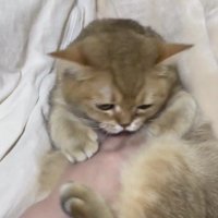 おなかをなでられる猫