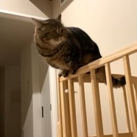 柵の上に佇むメルくん