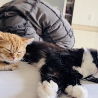 ベッドの上で眠るスコティッシュフォールドとマンチカン