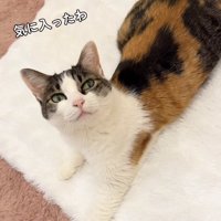 白いラグの上で伏せをしているカメラ目線の猫