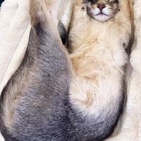 毛布の上で眠るアビシニアン