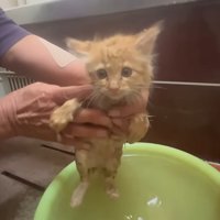 洗われている子猫