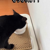 水の入れ物に顔を近づけている猫
