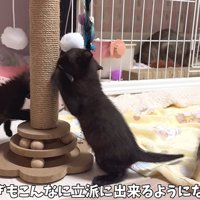 爪とぎをする子猫