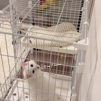 ケージの中にいるカメラ目線の子猫