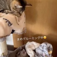 キャットタワーで遊ぶ2匹の猫