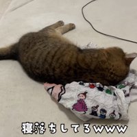 エコバッグの上で寝そべっている猫
