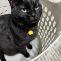 かごの中にいる猫