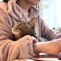 落ち着きのない猫