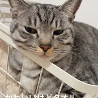 タオルの上に座る猫