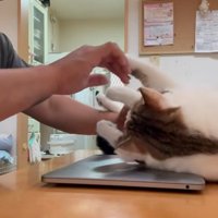 PCを開こうとする人間と阻止する猫
