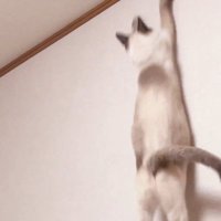 虫を狙う猫
