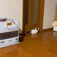 ドアの前にいる子猫