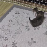 猫に手を伸ばす猫