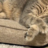 座椅子にもたれかかって眠るキジトラ猫