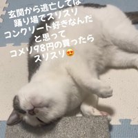 上を向く猫