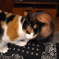 男性を舐める猫