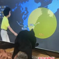かがむ猫